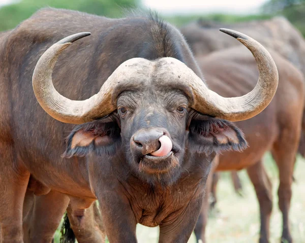 Afrika Buffalo's burun bu dil ile Temizleme