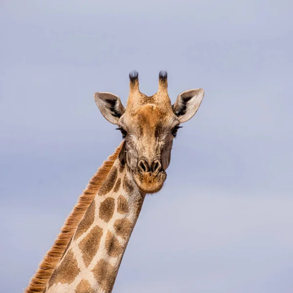 Güney Afrika Savana Yetişkin Bir Zürafa Bir Closeup — Stok fotoğraf