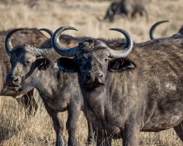 Güney Afrika savana Afrika Buffalos