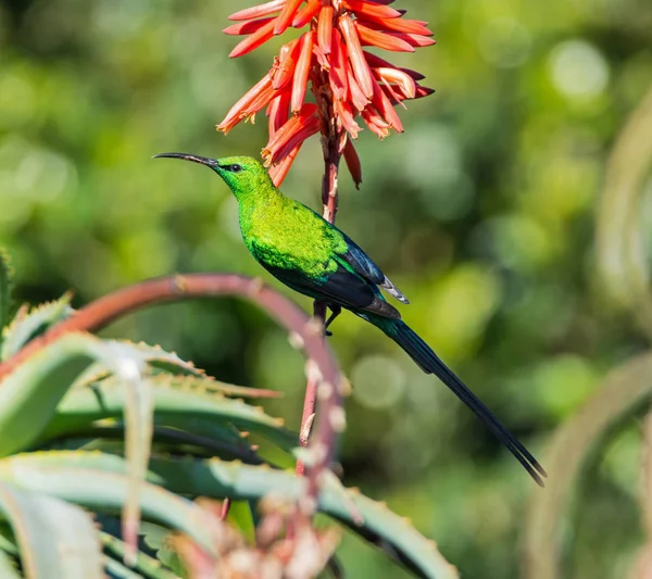 깃털에 카이트 Sunbird 아프리카에서 알로에 공장에 — 스톡 사진