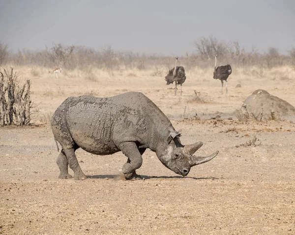 Rinoceronte Negro Solitário Savana Namíbia — Fotografia de Stock