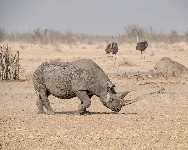 Одиночне Black Rhino Намібії Савана — стокове фото