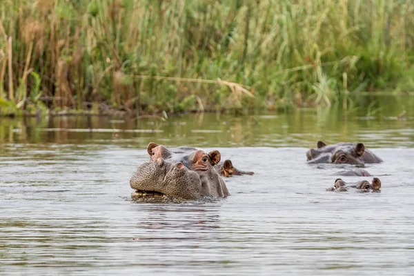 Hipopótamo Río Caprivi Strip Namibia —  Fotos de Stock
