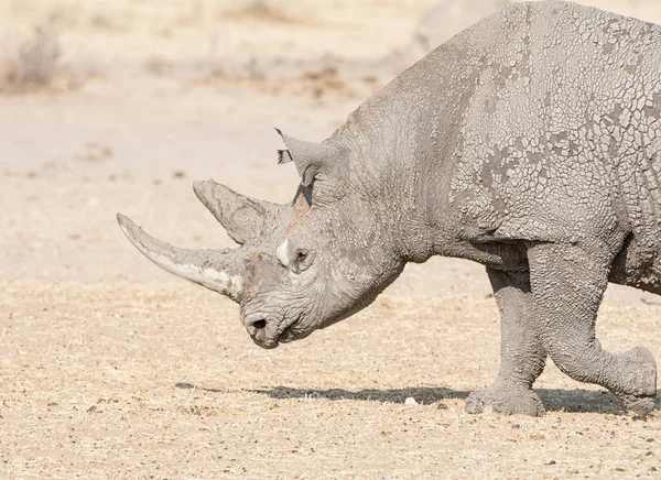 Rhinocéros Noir Solitaire Dans Savane Namibienne — Photo