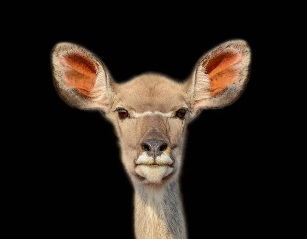 Portrait Sombre Antilope Kudu Femelle — Photo