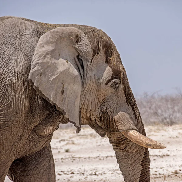 一张非洲大象的脸特写 — 图库照片