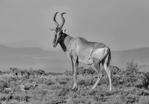 Röd Hartebeest Alcelaphus Buselaphus Caama Art Partåiga Hovdjur Familjen Bovidae — Stockfoto