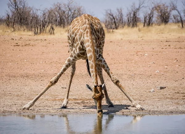 Namibya savana bir sulama delik, bir zürafa içme