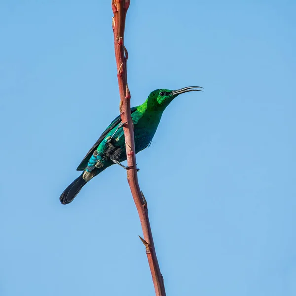 Мужчина Малахитовый Sunbird Полном Оперении Южной Африке — стоковое фото