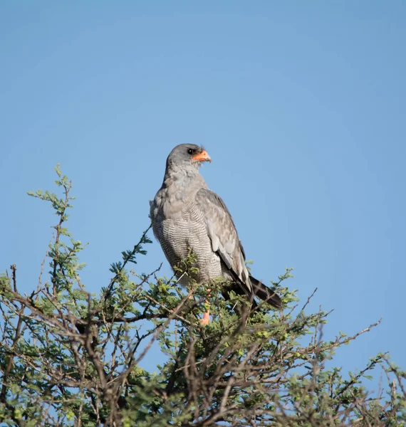 Södra Blek Sånghök Uppflugna Toppen Ett Träd Sydafrika — Stockfoto