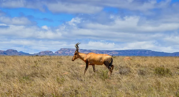 아프리카 사바나에서 Hartebeest — 스톡 사진