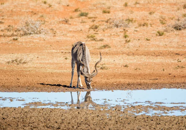 Taureau Kudu Dans Abreuvoir Savane Afrique Australe — Photo