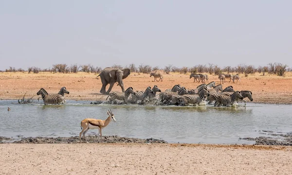 非洲大象在纳米比亚的饮水坑追逐斑马 — 图库照片