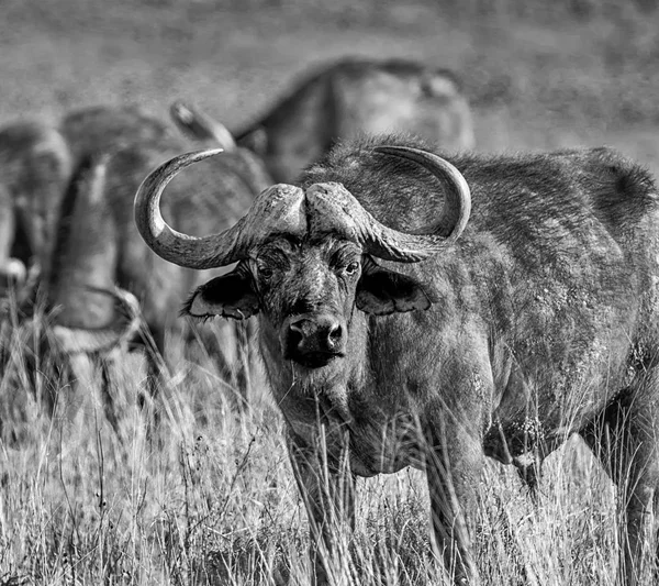 African Buffalos in Southern African savanna