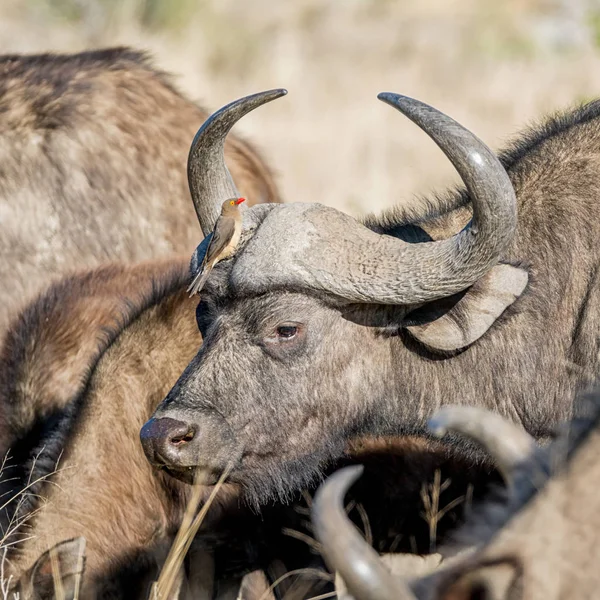 African Buffalo with Oxpecker birds  in Southern African savanna