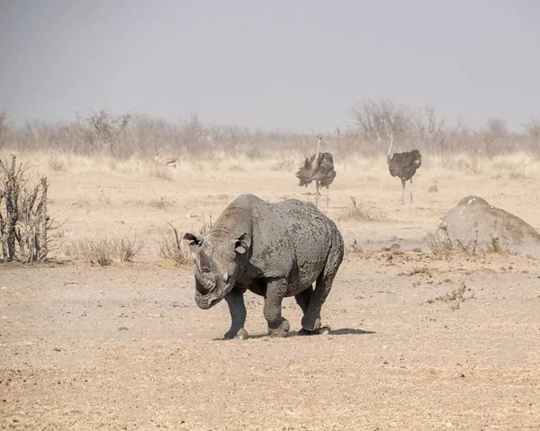 Solitaire Rhinocéros Noir Savane Namibienne — Photo
