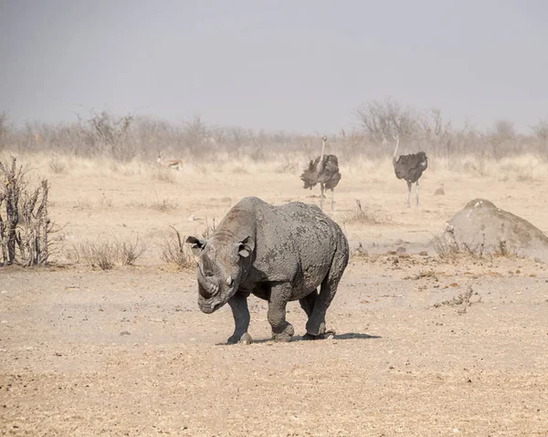 Одиночне Black Rhino Намібії Савана — стокове фото