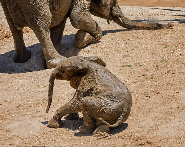 泥浴后大象小牛卷在尘土里 — 图库照片