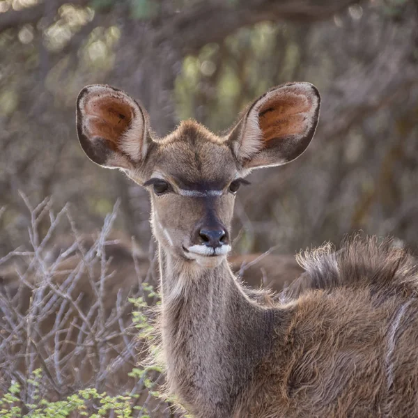 Portrait Kudu Féminin Dans Savane Afrique Australe — Photo