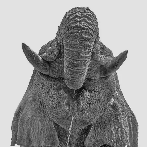 Detalhe Perto Elefante Africano Bebendo — Fotografia de Stock