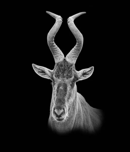 Closeup Black White Facial Portrait Red Hartebeest Antelope Southern Africa — Stock Photo, Image