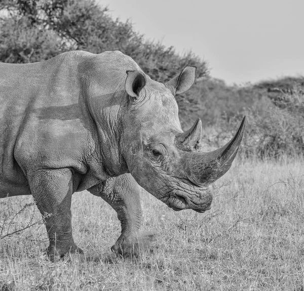 Een White Rhino Schopt Omhoog Als Hij Door Savanne Grasland — Stockfoto