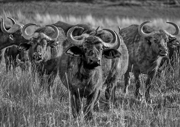 African Buffalos in Southern African savanna