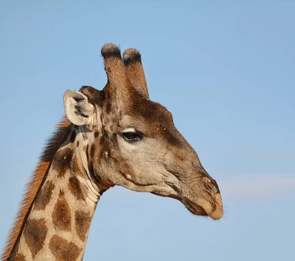 Closeup Hlavou Střílel Portrét Žirafa — Stock fotografie