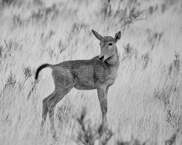 Cielę Czerwonego Hartebeest Mokry Deszczu Południowej Afrykańskiej Sawanny — Zdjęcie stockowe