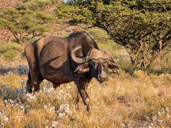 Afrika Güney Afrika savana Buffalo'da