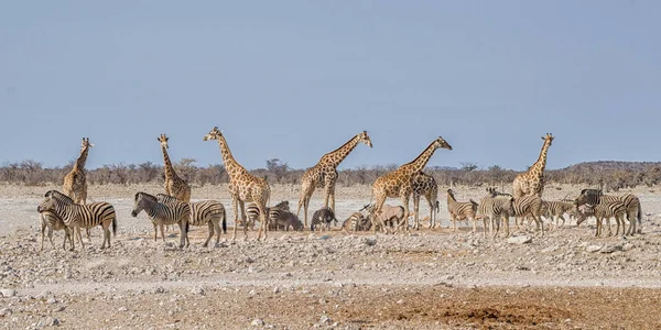 Girafas Zebra Buraco Rega Movimentado Savana Namibiana — Fotografia de Stock