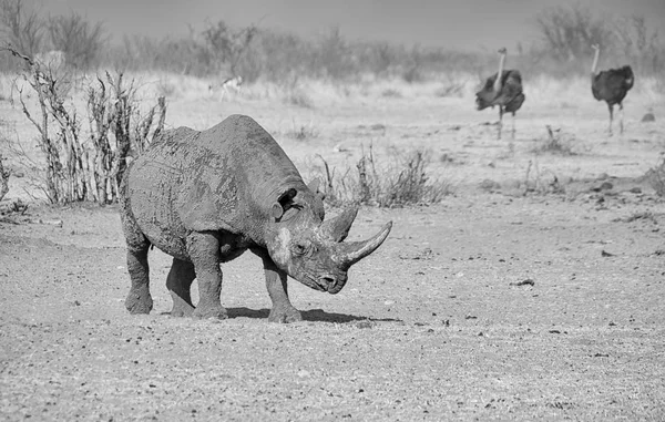 Одиночне Black Rhino Намібії Савана — стокове фото