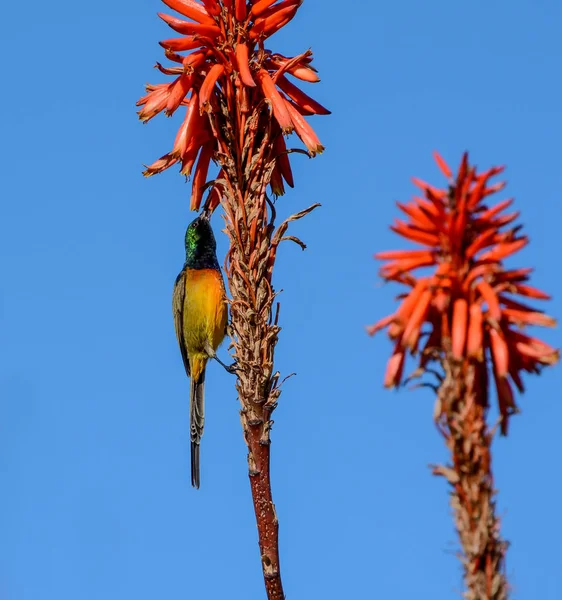 아프리카에서 오렌지 Sunbird — 스톡 사진
