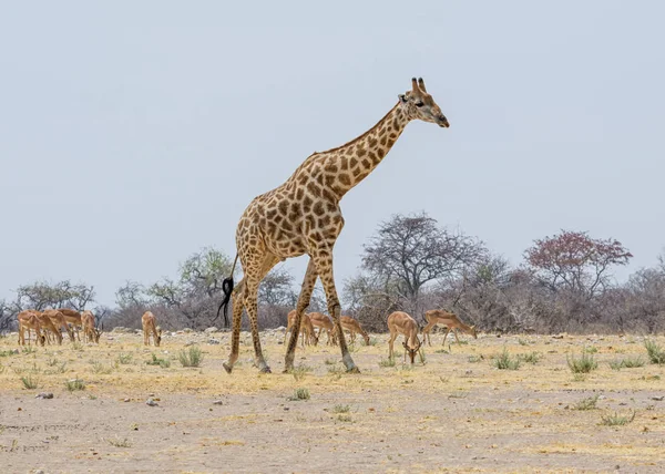 Namibya savana Impala sürüsü geçmiş yürürken bir zürafa