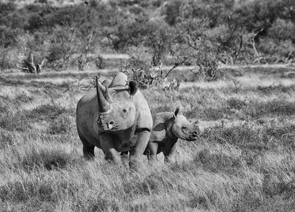 A Black Rhino mother and her 6 month olf calf in Southern African savanna