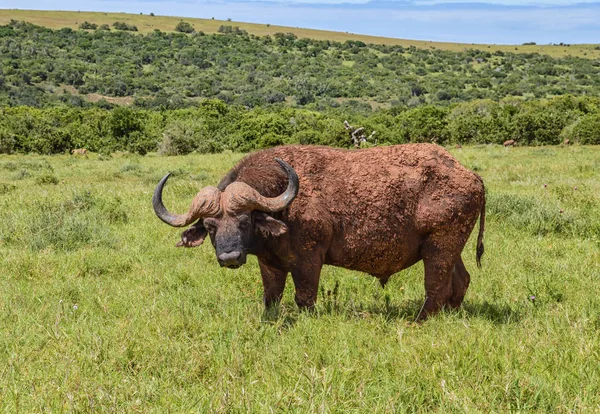 African Buffalo in Southern African savanna