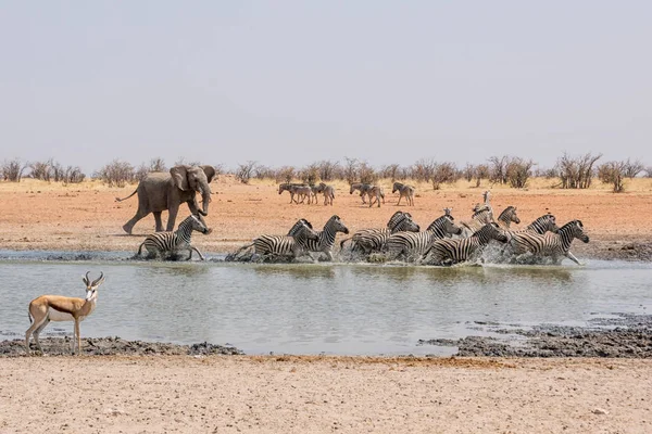 Elefante Africano Perseguindo Zebra Buraco Rega Namíbia — Fotografia de Stock