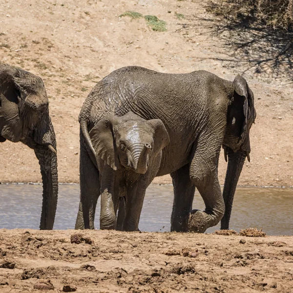 Ένας Ελέφαντας Μοσχάρι Την Μητέρα Της Μια Τρύπα Πότισμα Στη — Φωτογραφία Αρχείου