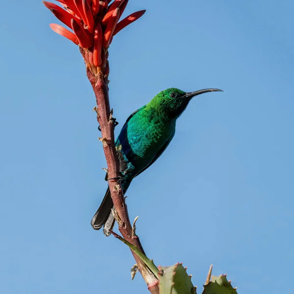 아프리카에서 깃털에 카이트 Sunbird — 스톡 사진