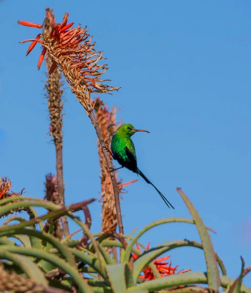 깃털에 카이트 Sunbird 아프리카에서 알로에 공장에 — 스톡 사진