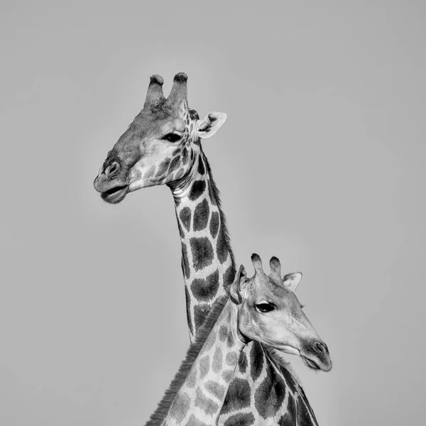 Porträt Eines Giraffenpaares Der Südafrikanischen Savanne — Stockfoto