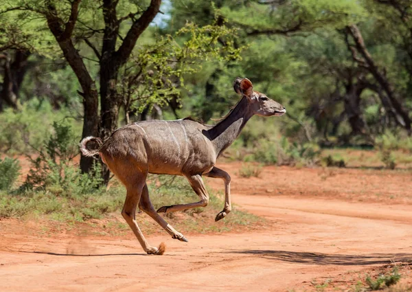 Güney Afrika savana bir kir iz çalışan bir kadın Kudu