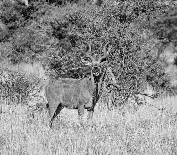 Bull Kudu Południowej Afrykańskiej Sawanny — Zdjęcie stockowe