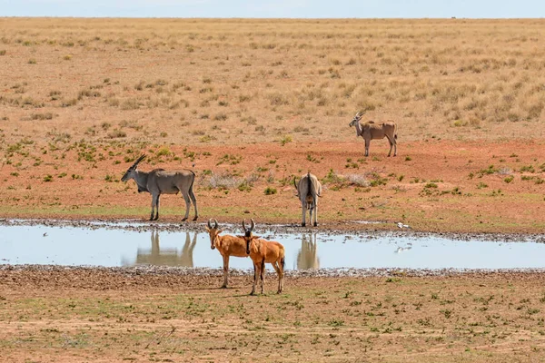 Hartebeest Rouge Eland Dans Abreuvoir Savane Afrique Australe — Photo
