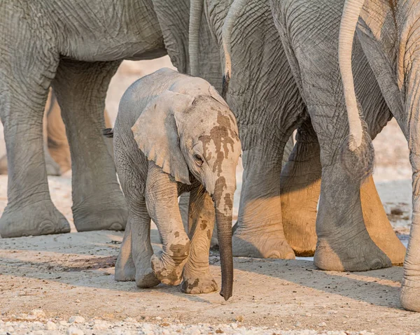 一个非洲小象与它的家庭在一个在纳米比亚大草原上的一个浇水孔 — 图库照片