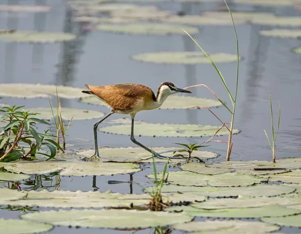 Bir Afrika Okavango Nehri üzerinde zambak yastıkları üzerinde yürüme Jakana