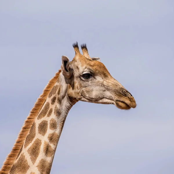 Closeup Dospělých Žirafa Jižní Africké Savany — Stock fotografie