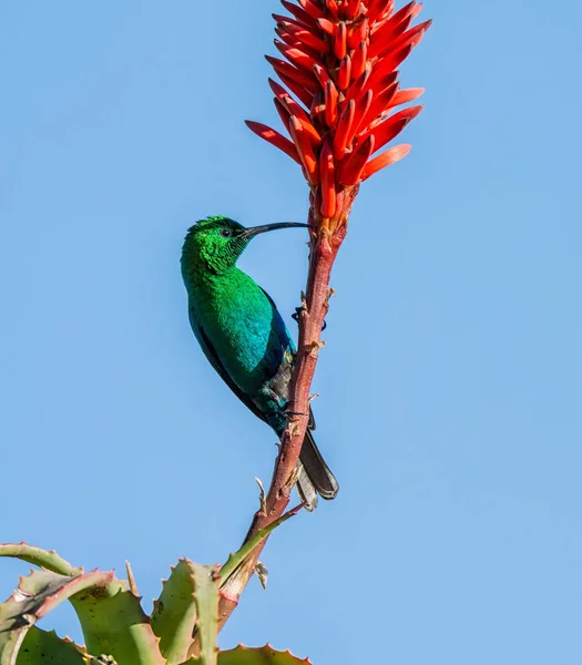 아프리카에서 깃털에 카이트 Sunbird — 스톡 사진