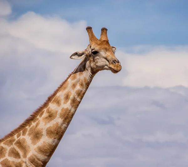 Closeup Adult Giraffe Southern African Savanna — Stock Photo, Image