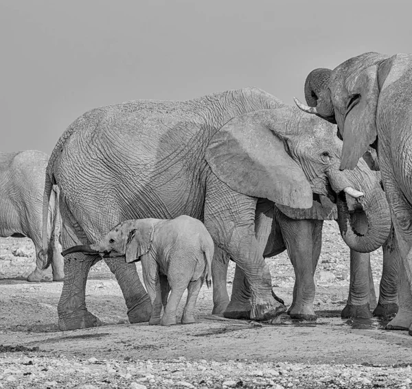 Bebé Elefante Africano Con Familia Abrevadero Namibia Sabana Monocromo — Foto de Stock
